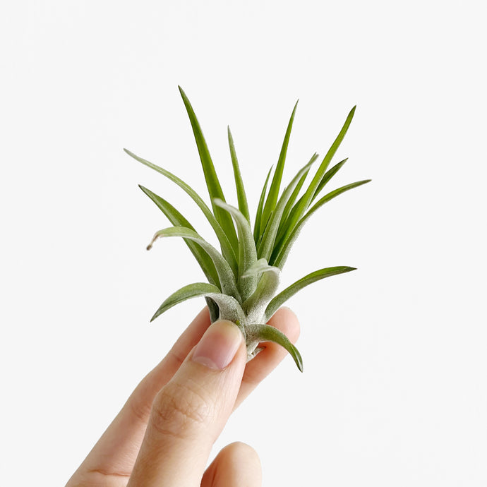 Air Plant Care Tips 101
