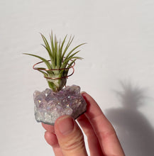 Load and play video in Gallery viewer, Angel Aura Amethyst Cluster Air Plant Holder
