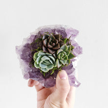 Load image into Gallery viewer, Amethyst Crystal Succulent Planter
