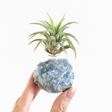 Load image into Gallery viewer, Celestite Crystal Air Plant Holder
