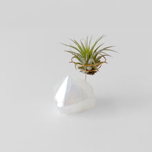 Load image into Gallery viewer, Angel Aura Quartz Point Crystal Air Plant Holder
