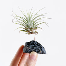 Load image into Gallery viewer, Snowflake Obsidian Crystal Air Plant Holder
