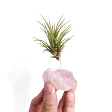 Load image into Gallery viewer, Rose Quartz Crystal Air Plant Holder
