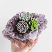Load image into Gallery viewer, amethyst succulent planter, succulents are green, purple and a pale blue with pink tips
