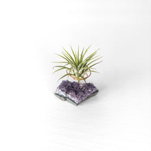 Load image into Gallery viewer, Bestseller Crystals Air Plant Holder Set ($85 Value)
