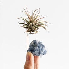 Load image into Gallery viewer, Blue Calcite Air Plant Holder

