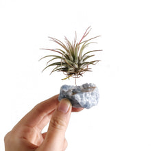 Load image into Gallery viewer, Blue Calcite Air Plant Holder
