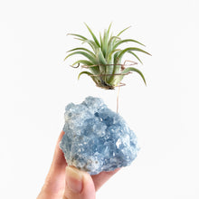 Load image into Gallery viewer, Celestite Crystal Air Plant Holder
