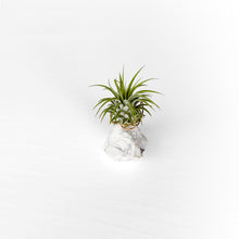 Load image into Gallery viewer, Howlite Crystal Air Plant Holder
