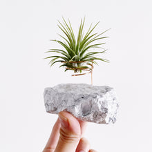 Load image into Gallery viewer, Howlite Crystal Air Plant Holder
