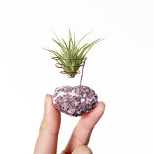 Load image into Gallery viewer, Lepidolite Crystal Air Plant Holder
