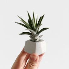 Load image into Gallery viewer, Mini Geometric Plaster Air Plant Holder
