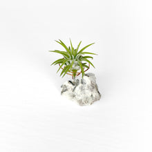 Load image into Gallery viewer, Moonstone Crystal Air Plant Holder
