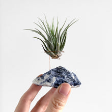 Load image into Gallery viewer, Sodalite Crystal Air Plant Holder

